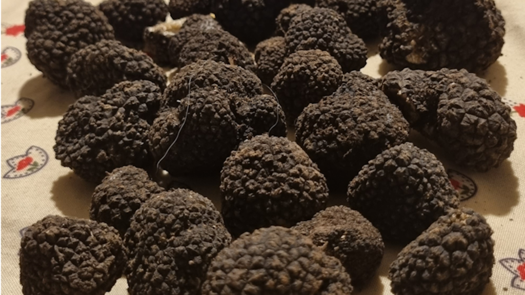 PATENTINO RACCOLTA TARTUFI